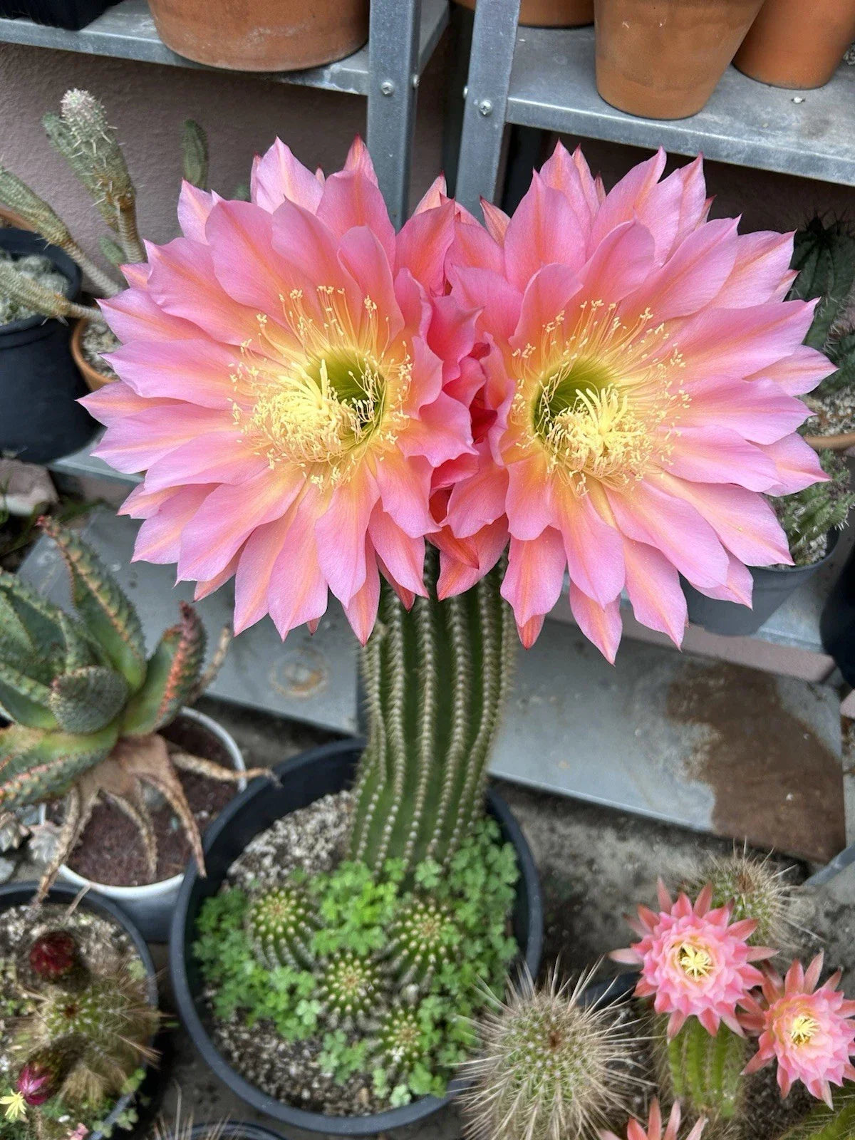 Echinopsis Hybrid Cactus Cutting ~6” | Flying Saucer Succulent | Low-Maintenance Indoor Plant | Echinopsis Hybrid
