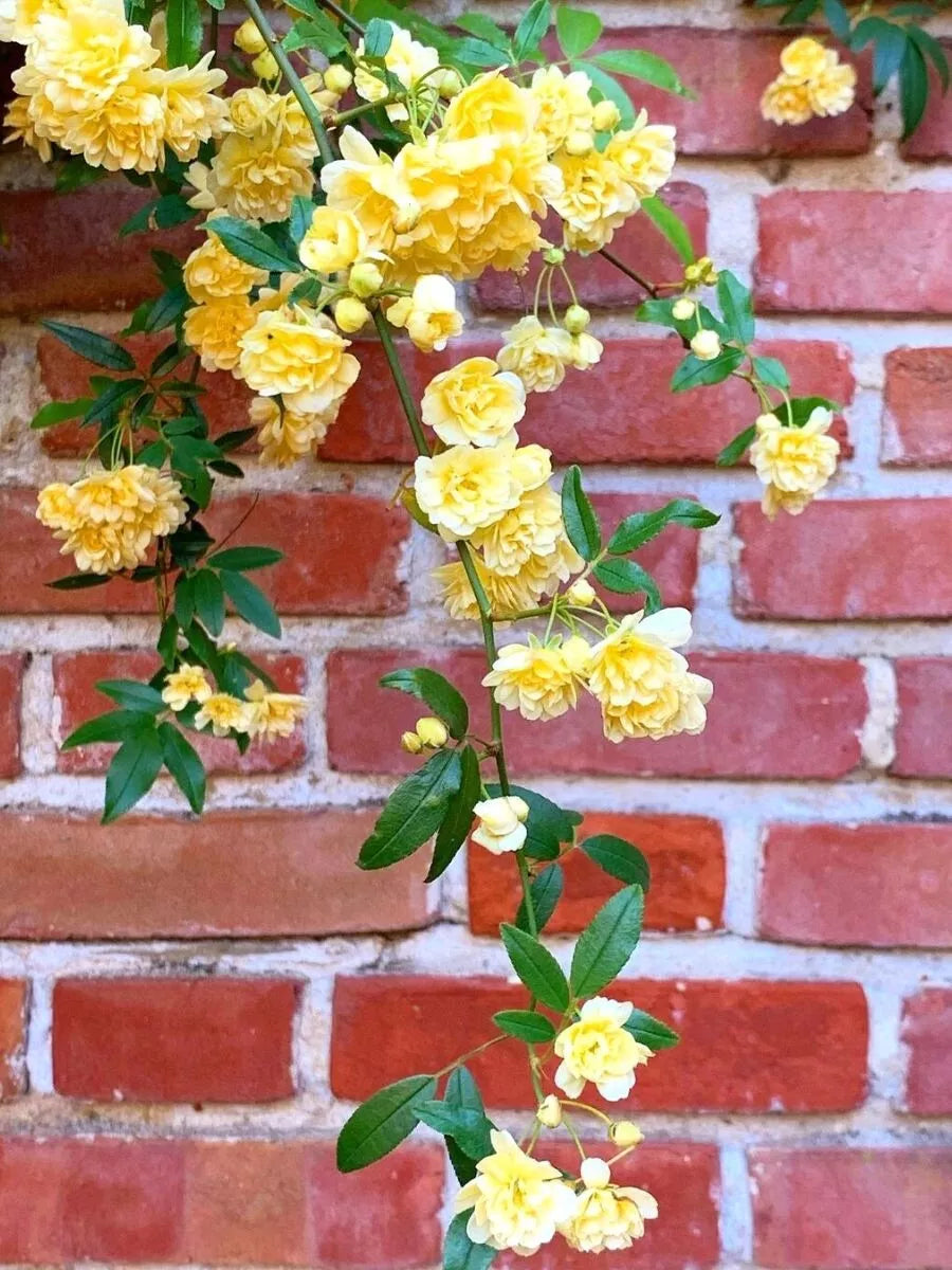 Thornless Polyanthus Climber Cuttings (4) - Clear Yellow Blooms - Rosa 'Thornless Polyanthus' - Easy Rooting Propagation