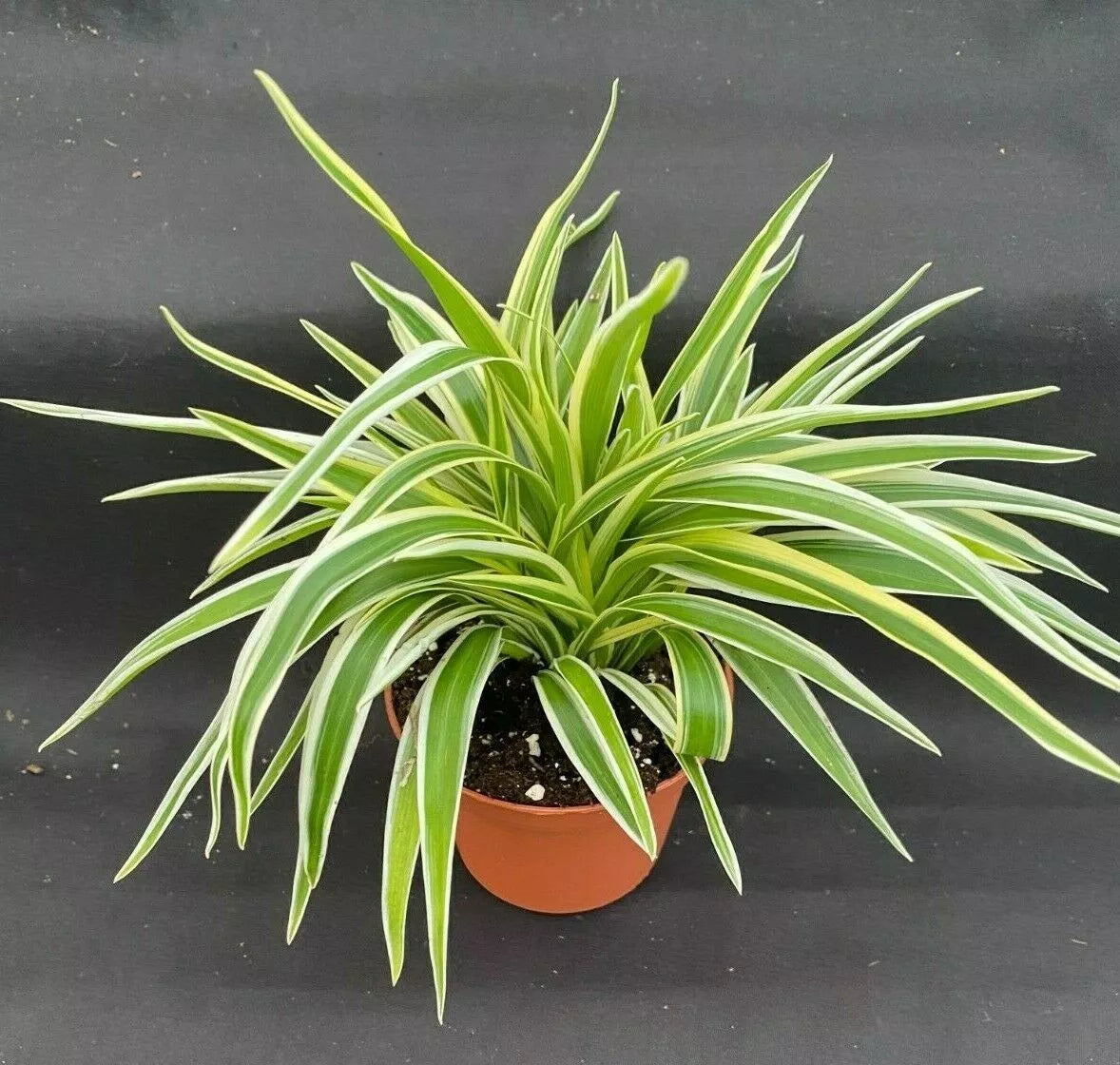 Spider Plant 3" Pot - Variegated Chlorophytum comosum - Air Purifying, Easy Care, Pet-Friendly Indoor Plant