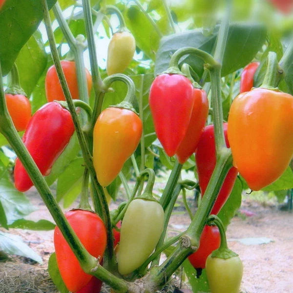 Santa Fe Grande Hot Pepper Seeds, Guero Variety, Non-GMO, Capsicum annuum, Multiple Sizes Available