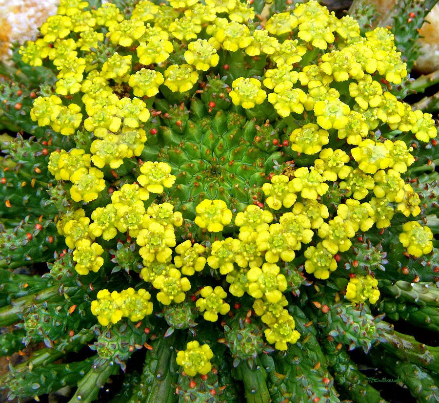 Euphorbia Cutting 5" Rare Succulent Medusa's Head Euphorbia flanaganii 'Caput-Medusae' Unique Blooming Feature