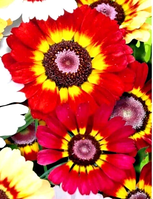 Red/Orange Painted Daisy Seeds - 50 Count, Chrysanthemum carinatum, German Flag, Easy to Grow Annual Flower