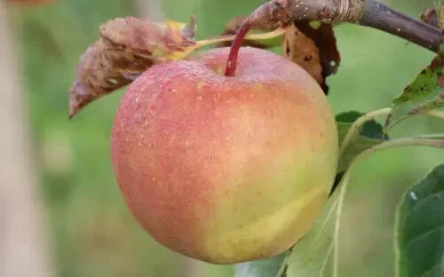 GoldRush Apple Seeds - 25+ Heirloom Seeds - Malus domestica - Non-GMO for Home Garden Planting - Sweet-Tart Flavor