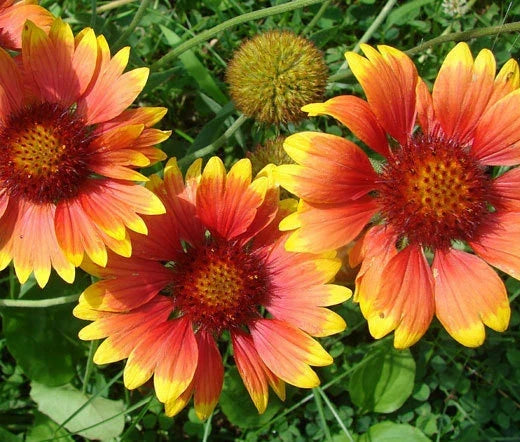 Blanket Flower Seeds - 1,200 Bulk Seeds - Gaillardia Aristata - Vibrant Wildflower for Pollinators and Garden Use