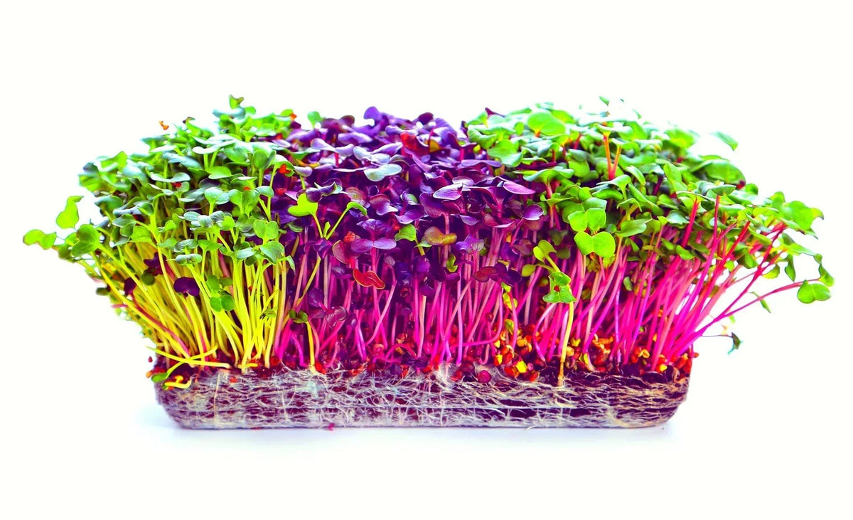 Microgreens Seeds Trio - 600 Seeds - Alfalfa, Radish, Red Amaranth - Medicago sativa, Raphanus sativus, Amaranthus cruentus