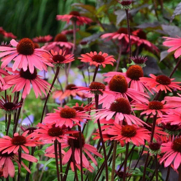 50 Solar Flare Coneflower Seeds | Echinacea Purpurea | Perennial Flower Seeds | USA Grown | Vibrant Orange & Yellow Blooms