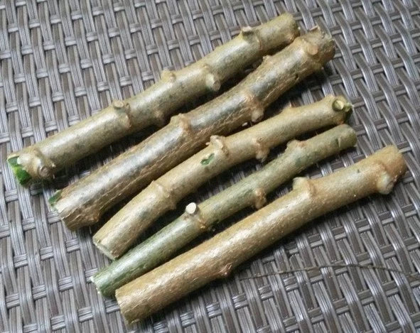 Cassava Cuttings 4 Pack Sweet Jamaica Red Manihot Esculenta Organically Grown, Perfect for Home Gardening and Farming