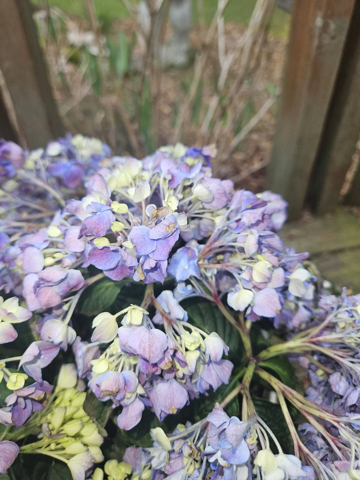 Bare Root Pink Hydrangea Plant - Medium Size - Elegant Blooms - Hydrangea macrophylla - Perfect for Gardens