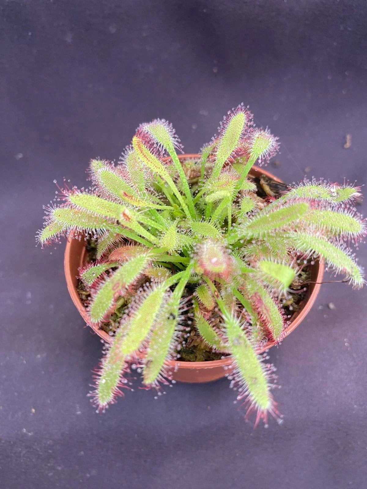 Drosera capensis 'Mini Red' Carnivorous Plant - Rooted 2.5" Pot - Cape Sundew for Indoor Gardening, Easy Care, Red Tentacles