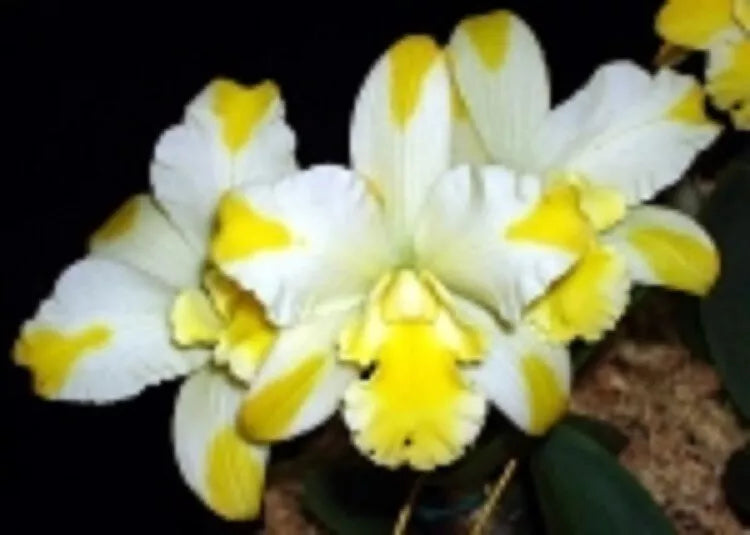 Compact Orchid Plant 2.5" Pot Rhyncattleanthe Solar Flare 'Paradise' - Vibrant Indoor Flowering Orchid, Easy Care