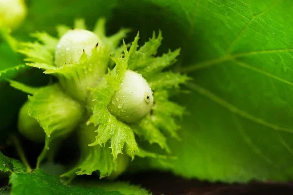 American Hazelnut Tree Seeds - 50+ Seeds - Nut-bearing, Hardy, Edible - Corylus Americana