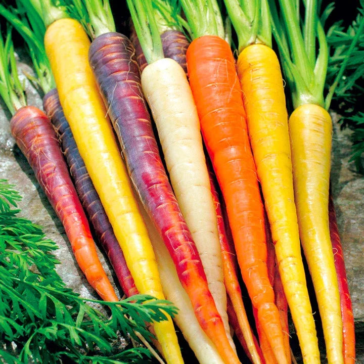 Rainbow Carrot Seeds 400+ Heirloom Mix Five Colors Daucus carota Non-GMO Vegetable Garden Container