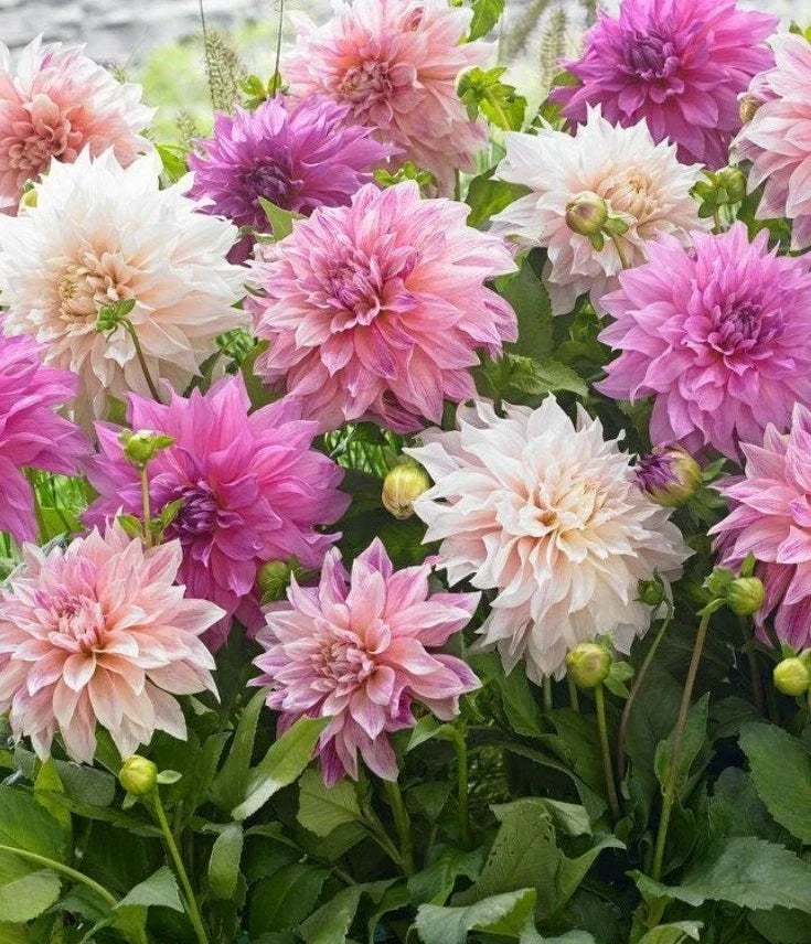 Dahlia Rooted Cutting 3" Pot - Vibrant Blooms - Dahlia spp. - Easy Care Garden Plant for Full Sun & Containers