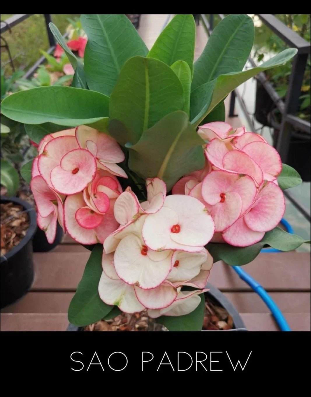 Crown of Thorns Plant 4-Inch Pot Sao Padrew Euphorbia Milii Indoor Outdoor Succulent Drought-Tolerant Low Maintenance