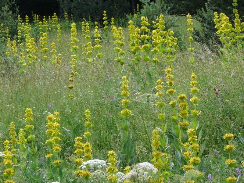 Great Yellow Gentian Seeds - 30 Pack - Gentiana Lutea - Yellow Flowering Perennial Herb for Garden and Landscape