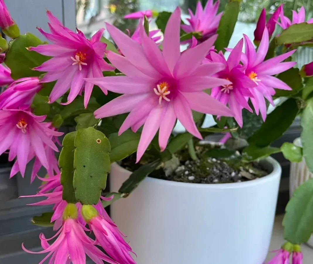 Easter Cactus Live Plant 3" Pot Pink Flowers Rhipsalidopsis Gaertneri - Low Maintenance Indoor Spring Cactus