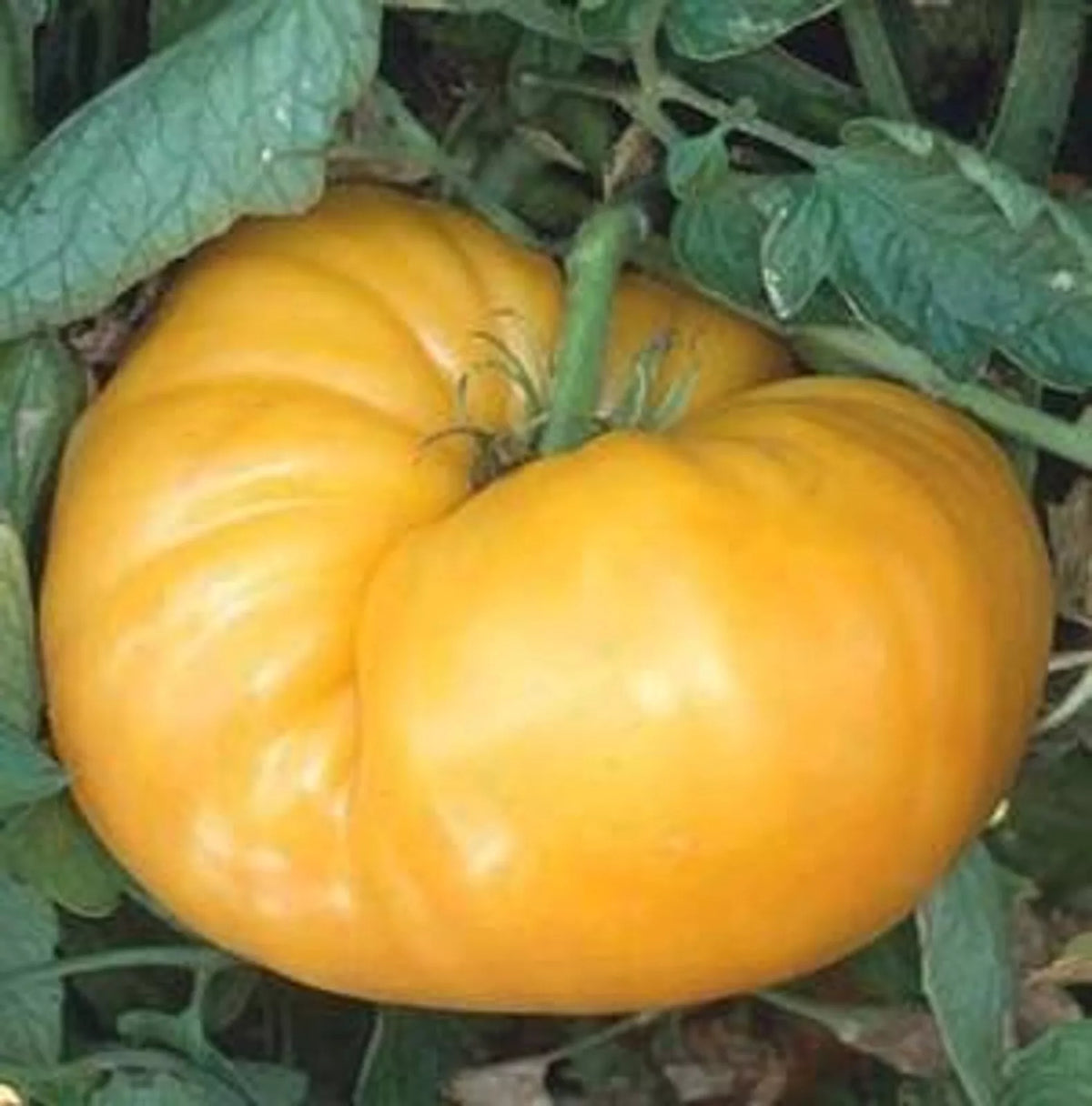 Kentucky Beefsteak Tomato Seeds 50+ Indeterminate Garden Vegetable Solanum lycopersicum for Home Gardening