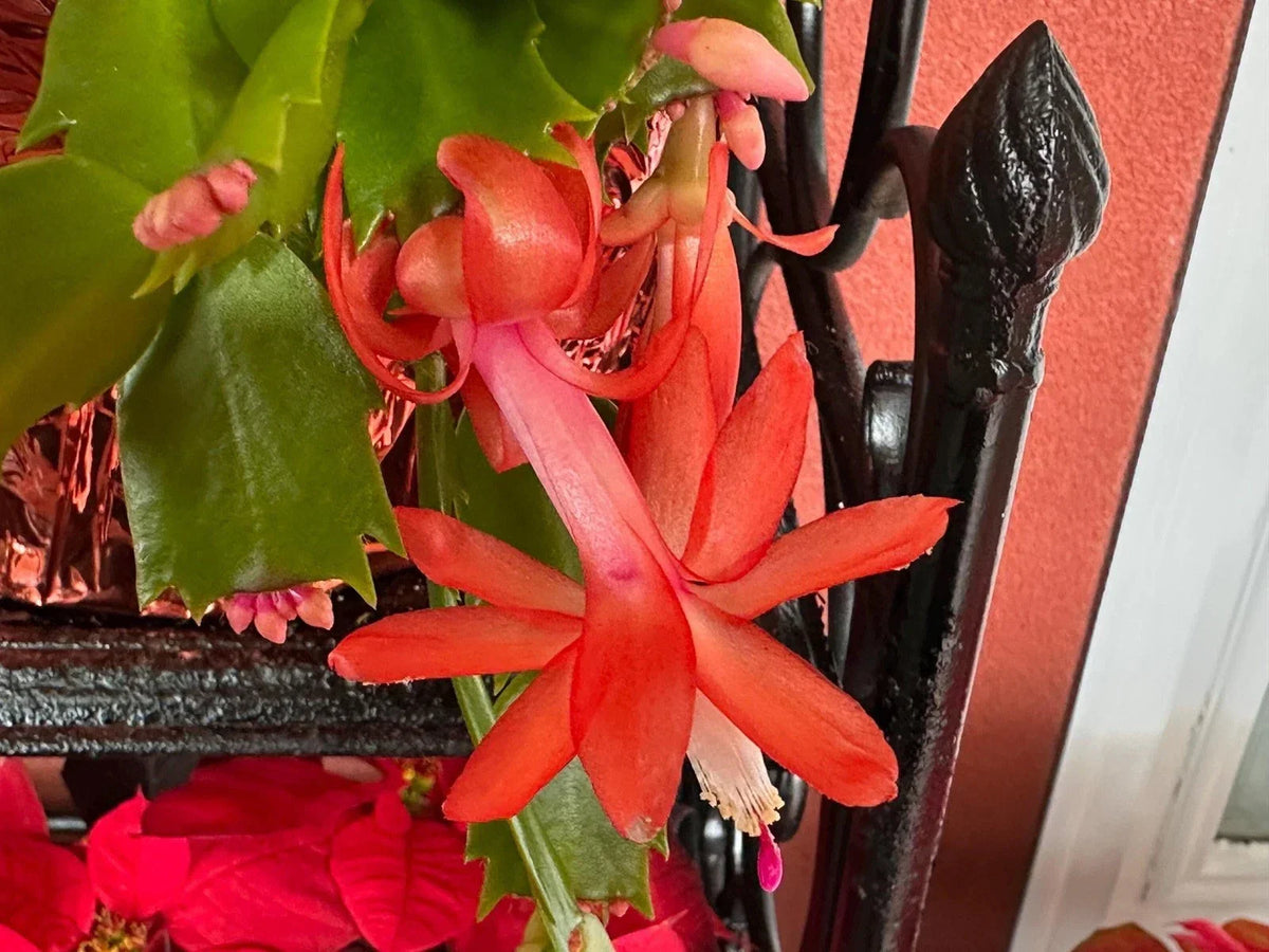 3 Unrooted Cuttings Orange Thanksgiving Cactus Schlumbergera truncata - Indoor Plant Propagation