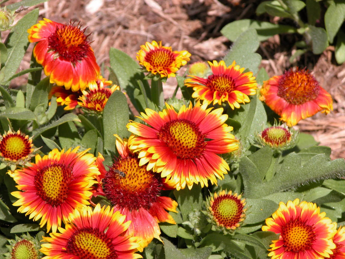 70 Blanket Flower Seeds - Drought Tolerant Gaillardia aristata - Vibrant Red, Yellow, Orange Blooms - USA Grown