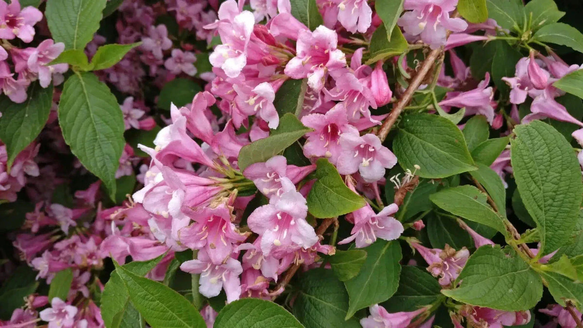 Weigela Florida Live Plant 4+ Inches Variegated Pink Flowers Shrub - Weigela florida