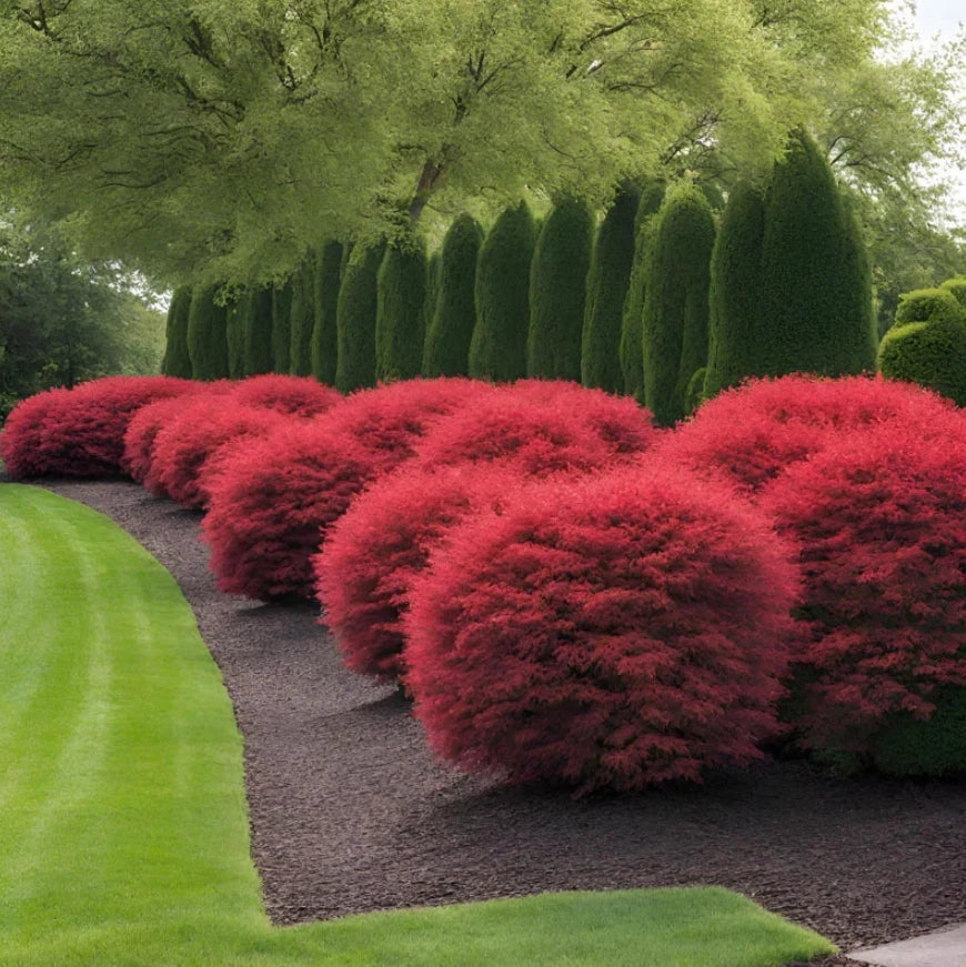 Dwarf Burning Bush Live Plant 6-12" Bare Root Euonymus alatus Compact Red Foliage Ideal for Borders & Hedges