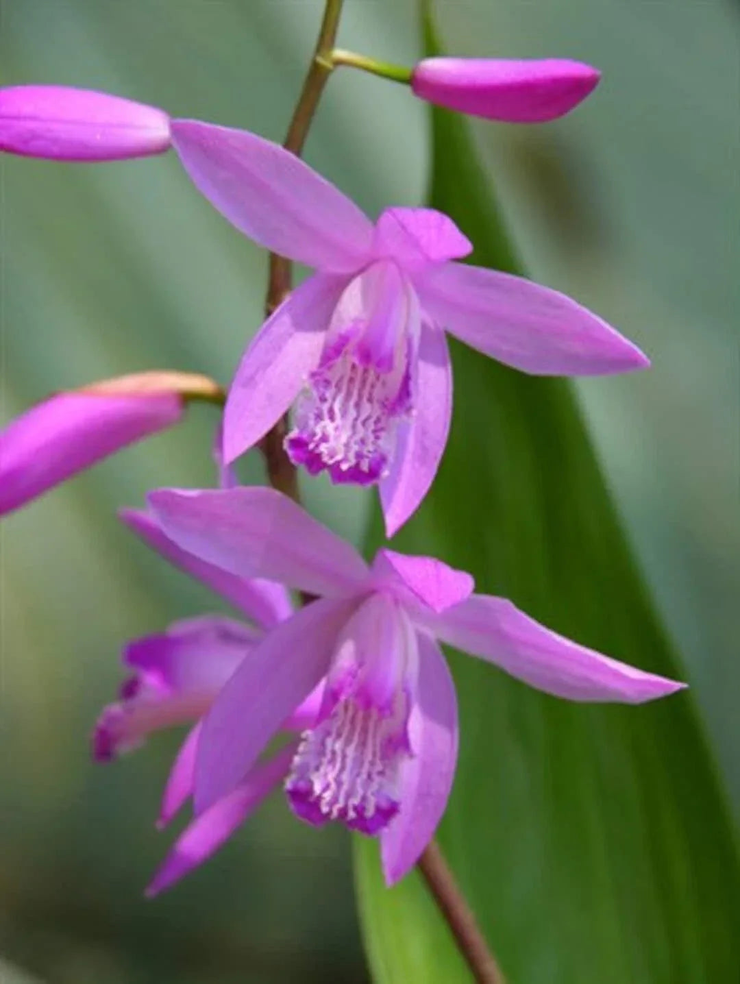 Hardy Ground Orchid Live Starter Plant - Bletilla ‘Kate’ - Purple Perennial Orchid - Bletilla striata for Garden or Indoor Use