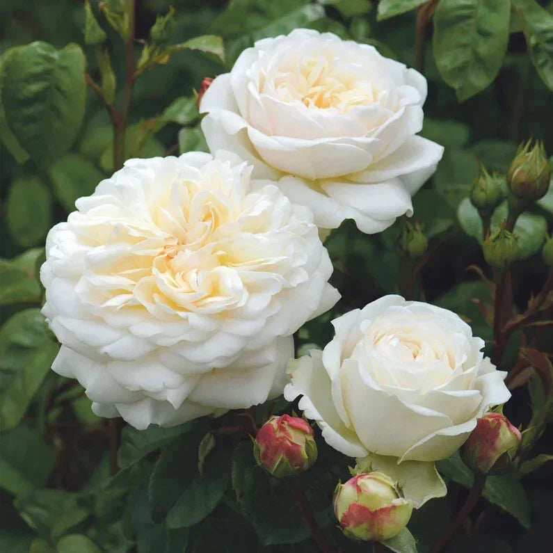 David Austin Rose Cuttings 5-8" Long Tranquillity Unrooted Fresh Stems Rosa 'Tranquillity' for Gardening