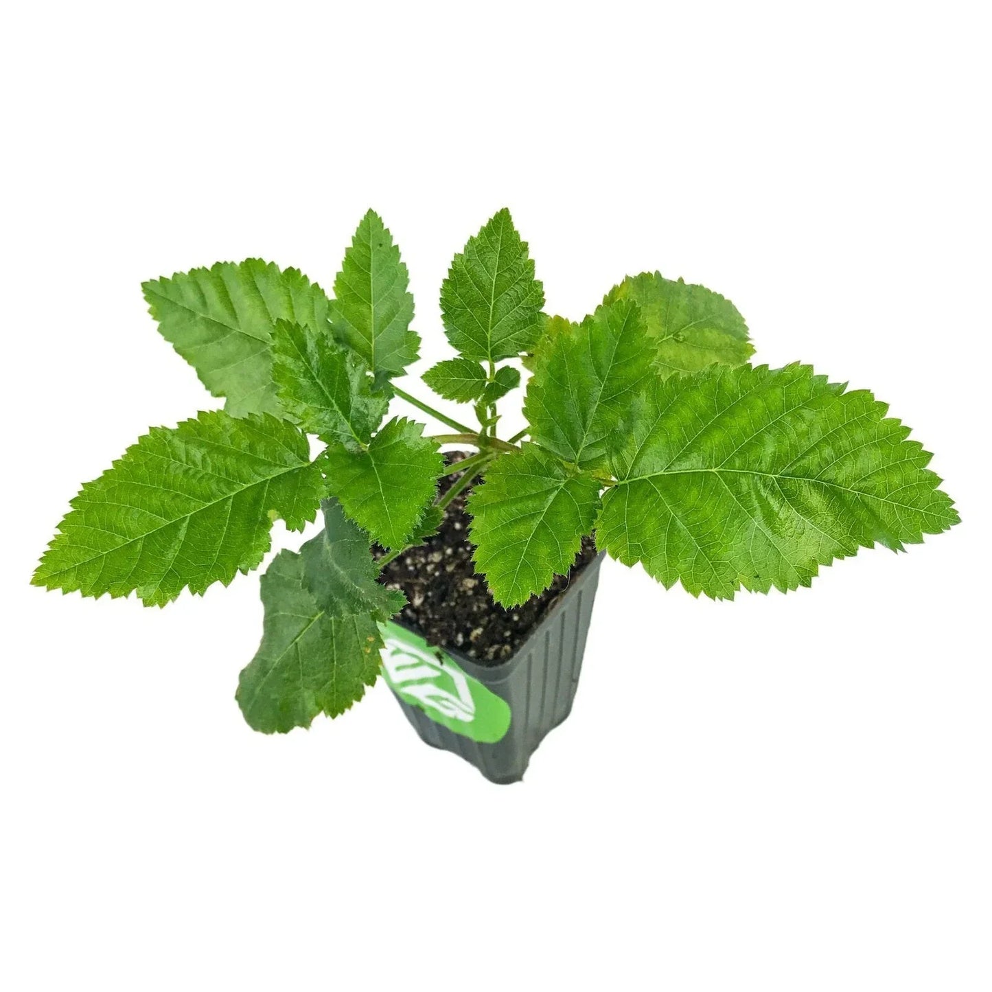 Live Blackberry Plant - 4-Inch Pot - Thornless Prime-Ark Freedom - Rubus fruticosus 'Prime-Ark Freedom' - Edible Fruit