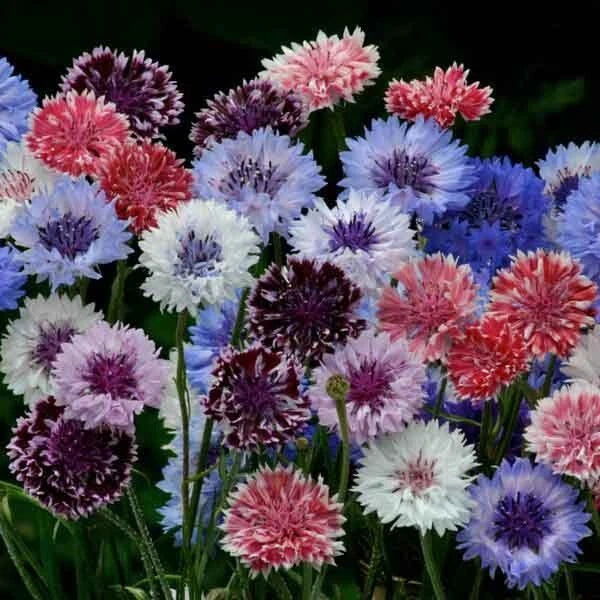 Bachelor's Button Seeds - 50 Premium Annual Flower Seeds - Vibrant Blue, Pink, White - Centaurea cyanus