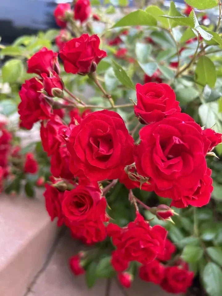 Flower Carpet Scarlet Rose Cuttings - 5 Stems - Vibrant Red - Rosa 'Flower Carpet' - Disease Resistant Garden Plants