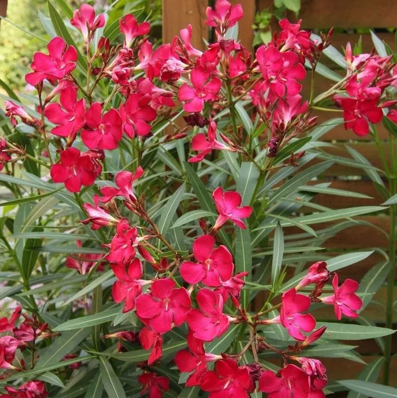 Oleander Seeds 50 Count Scarlet Red Flowers Nerium oleander for Garden, Drought-Tolerant, Full Sun, Hardy Plant