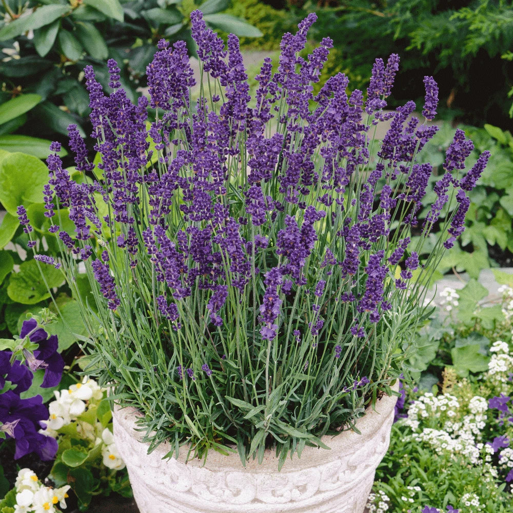 Vera Lavender Seeds 500+ | Perennial Flower Seeds | Lavandula angustifolia | Aromatic, Pollinator-Friendly Garden Plant
