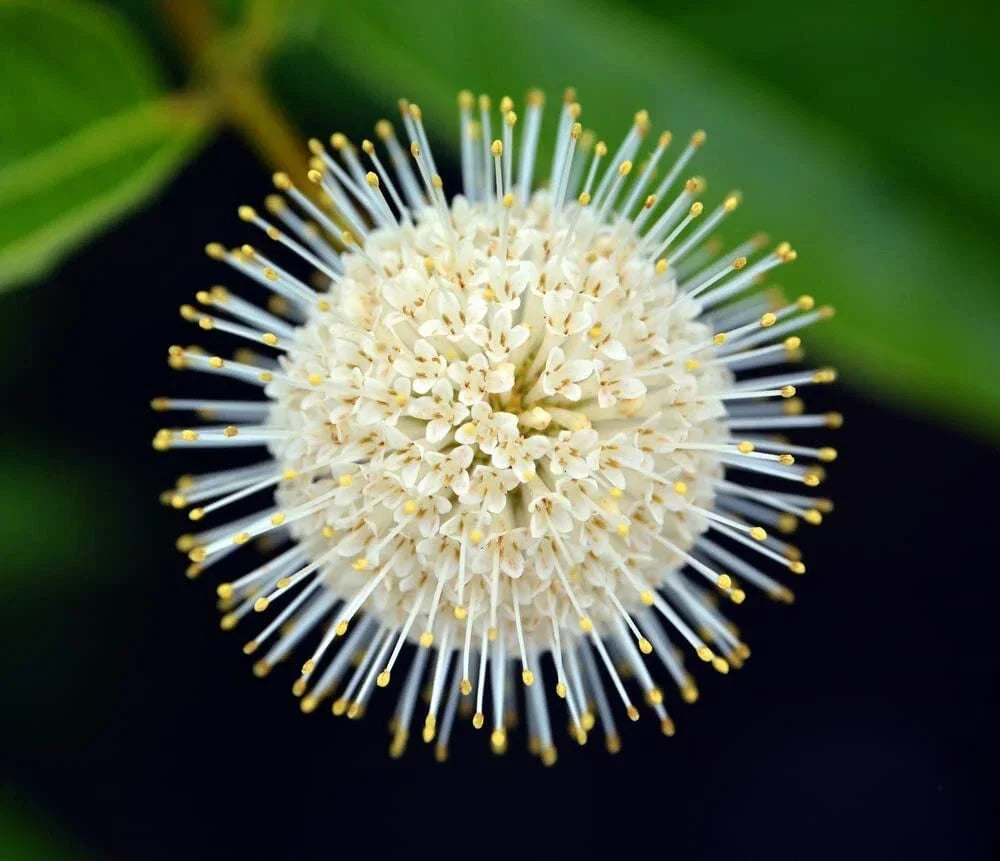 Buttonbush Seeds 100 Count - Cephalanthus occidentalis - Native Pollinator Plant for Wetland Gardens