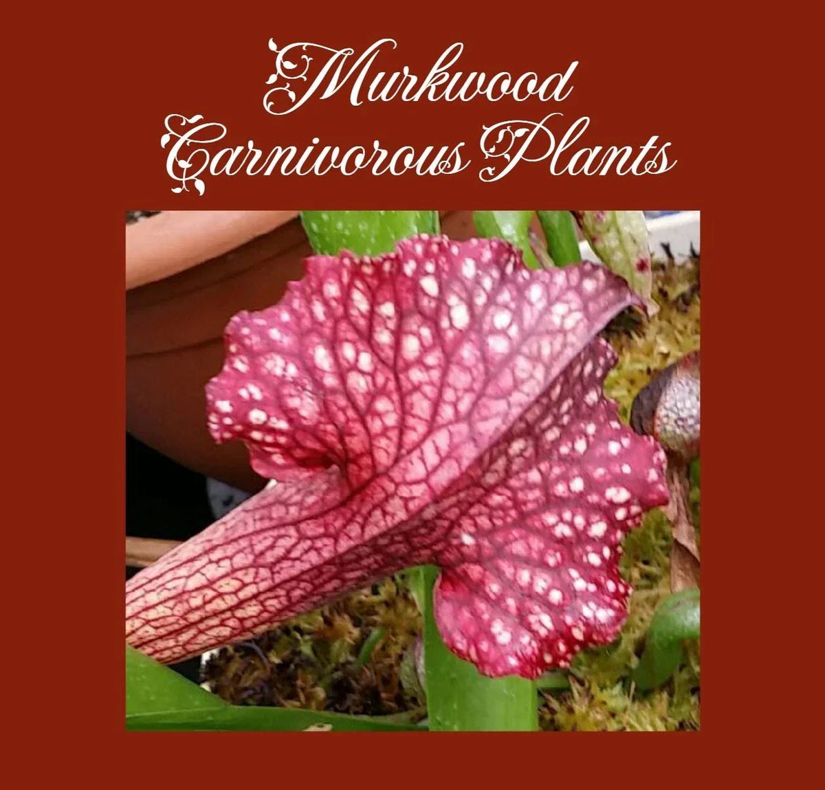 Rare Sarracenia Persian Rug Live Pitcher Plant - Unique Carnivorous Plant for Collectors - Fully Rooted, Easy Care
