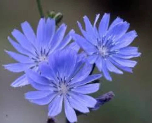 Chicory Seeds 100 Count Cichorium Intybus Wildflower Herb Coffee Substitute