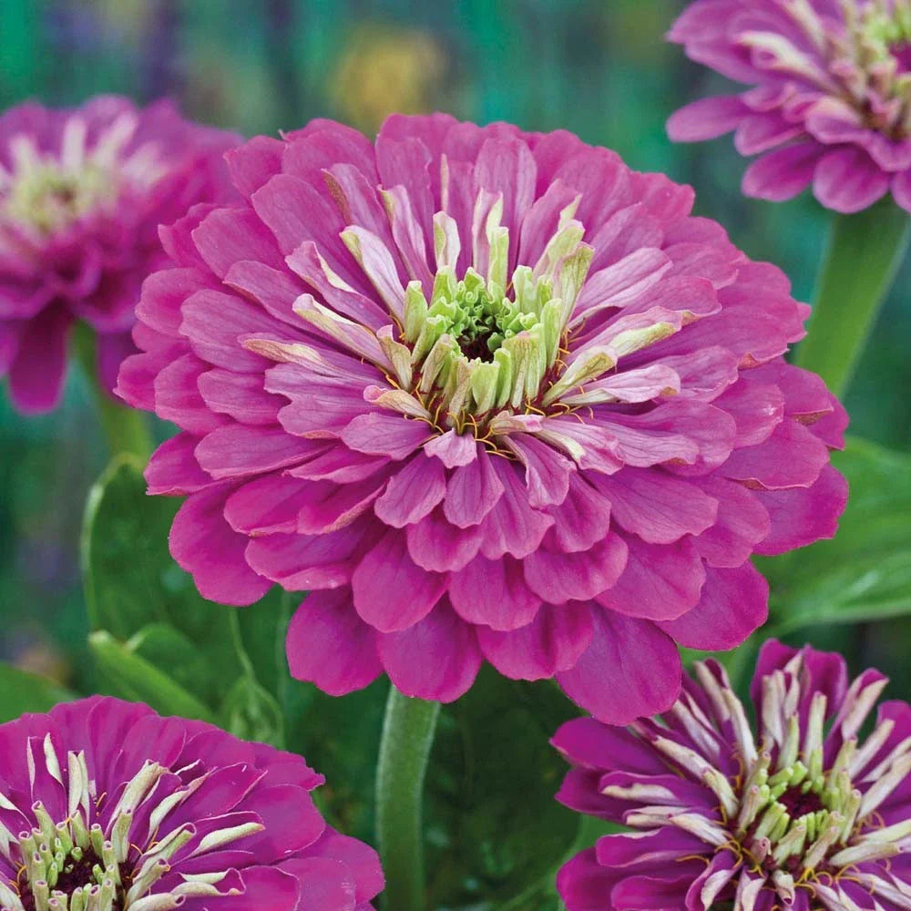Zinnia Seeds 140 Count Purple Prince Variety Zinnia elegans Drought-Tolerant Garden Flowers for Summer Blooms