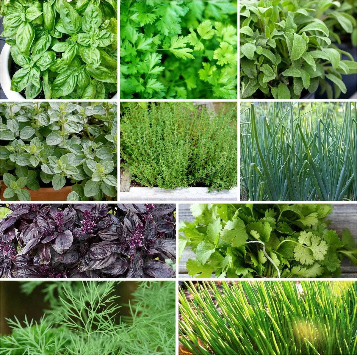 Herb Seeds Mix - 10 Pack Non-GMO Heirloom Variety for 2025 - Basil, Parsley, Cilantro, Thyme, Oregano - Various