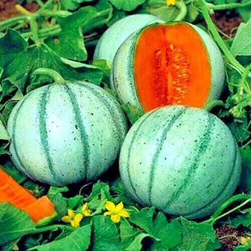 Charentais Melon Seeds 20 Pack Non-GMO Organic Cantaloupe Cucumis melo for Home Garden Gardening