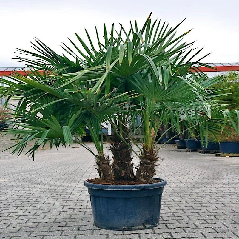 Windmill Fan Palm Seeds 10 Pack - Trachycarpus fortunei, Cold Hardy Tropical Palm for Indoor/Outdoor Gardening
