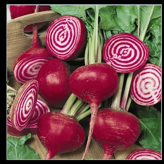 Chioggia Beet Seeds 0.5 Lb Candy Stripe Bull's Eye Beta vulgaris Mild Flavor for Microgreens and Home Gardens