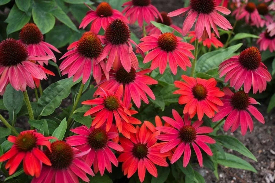 Red Coneflower Seeds - 200+ Pack - Echinacea purpurea - Non-GMO Garden Planting - Attracts Pollinators - USA