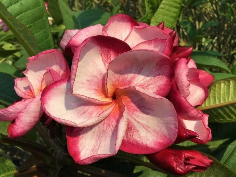 Plumeria Seeds 5 Pack Pink & White Flowers Frangipani (Plumeria spp.) Perennial Plant Seeds for Tropical Gardens