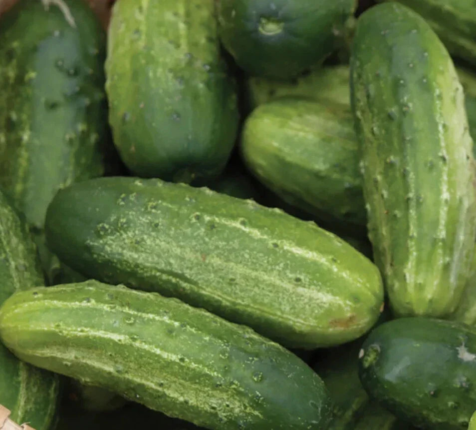 Wisconsin Cucumber Seeds 50+ SMR 58 Pickling, Non-GMO Heirloom, Cucumis sativus, Vegetable Garden Seeds