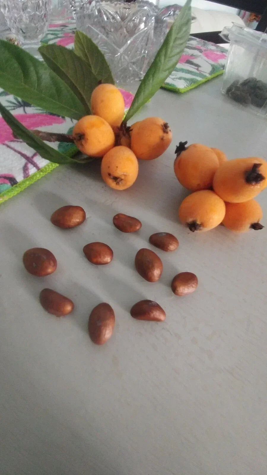 Loquat Tree Plant 10-13" Organic Eriobotrya japonica Tropical Edible Fruit Leaves for Tea - Japanese Plum