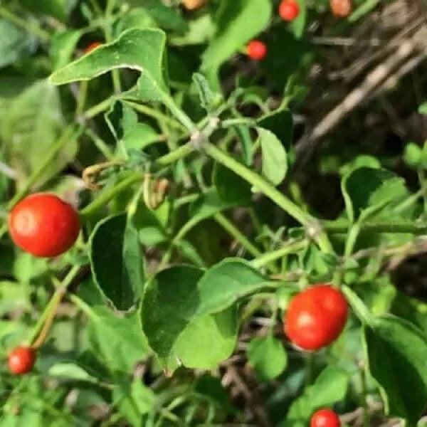 Chiltepin Pepper Seeds | Birds Eye Pepper Variety | Capsicum annuum | Non-GMO - Ideal for Garden & Containers