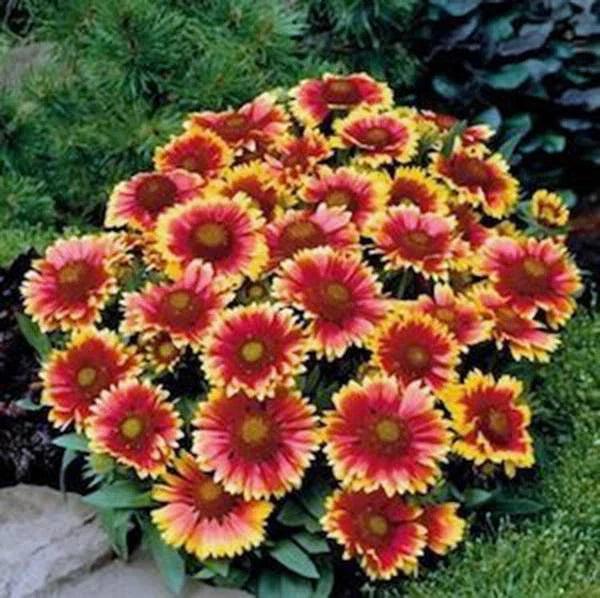 Gaillardia Arizona Sun Seeds, 100 Count, Bright Yellow & Red Flowers, Gaillardia pulchella, Drought-Tolerant Perennial