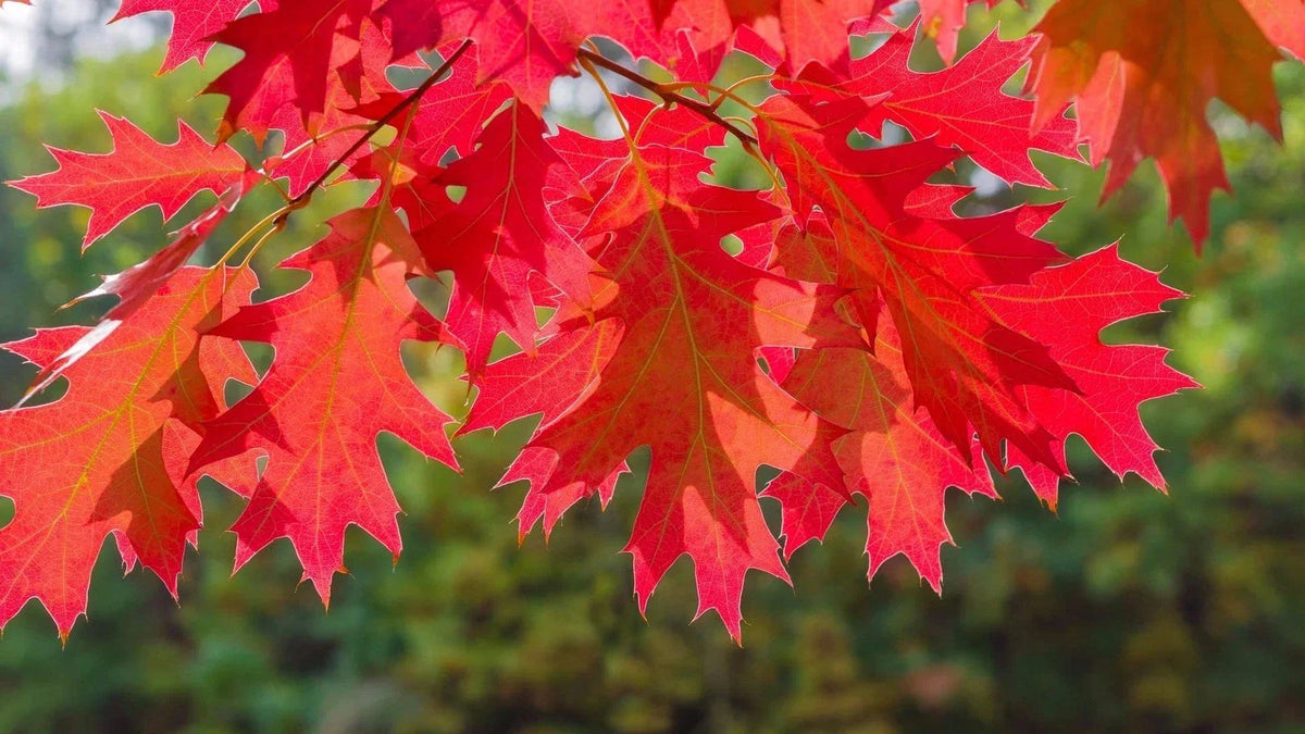 Live Red Oak Tree Seedlings 12-24 Inch Quercus rubra | Fast-Growing, Low-Maintenance, Beautiful Fall Foliage