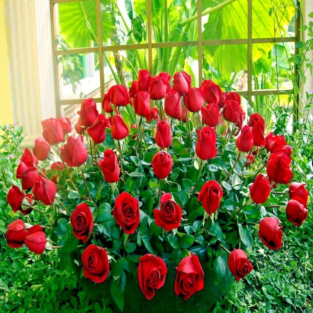 Japanese Red Rose Bush Seeds - Rosa Rugosa Rubra - Hardy Flower Seeds for Garden - Fragrant Red Blooms, Attracts Pollinators