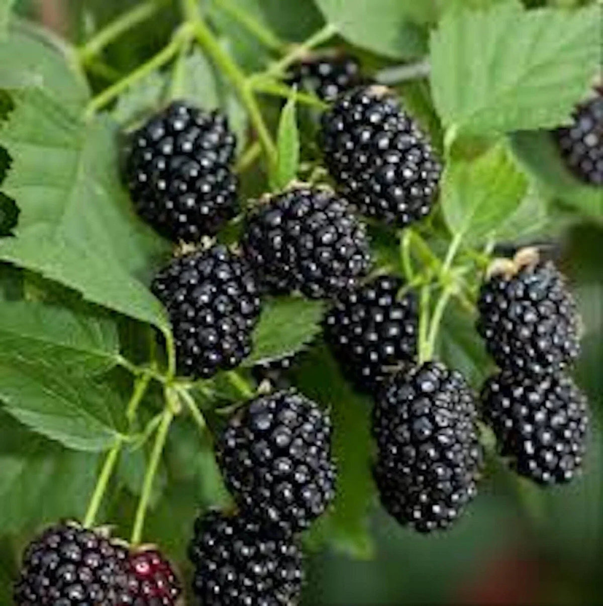 Bare Root Blackberry Plants - 10 Sweetie Pie Non-GMO Rubus Fruit Starters for Home Garden
