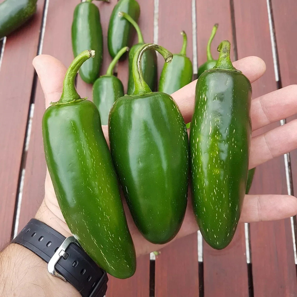 Mammoth Jalapeno Hot Pepper Seeds - 100 Organic Non-GMO Seeds - Capsicum annuum - Ideal for Home Gardens and Containers